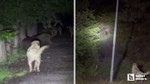 Soğuksu Milli Parkı'nda köpeklerle ayıların kavgası kamerada