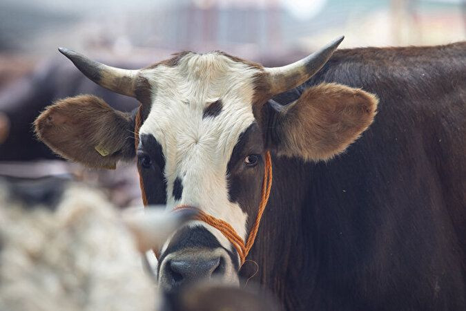 Kimler kurban kesmekle yükümlüdür?