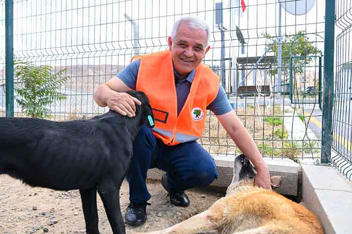 Mamak Belediyesi sokak hayvanları için yardım kampanyası başlatıyor! - Resim : 2