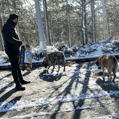 Kahramankazan Belediyesinden kış aylarında sokak hayvanlarına yardım eli