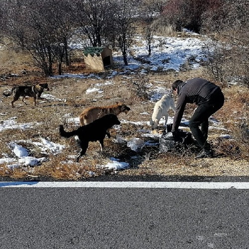 Kahramankazan Belediyesinden kış aylarında sokak hayvanlarına yardım eli - Resim : 2