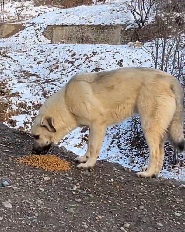 Mamak Belediyesinden kış aylarında sokak hayvanlarına mama desteği