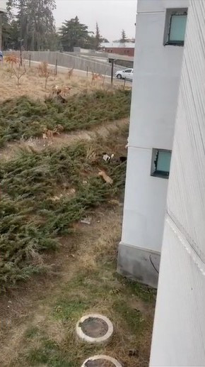 Çankaya Çiğdem Mahallesi’nde vatandaşlar sokak köpeklerinden tedirgin