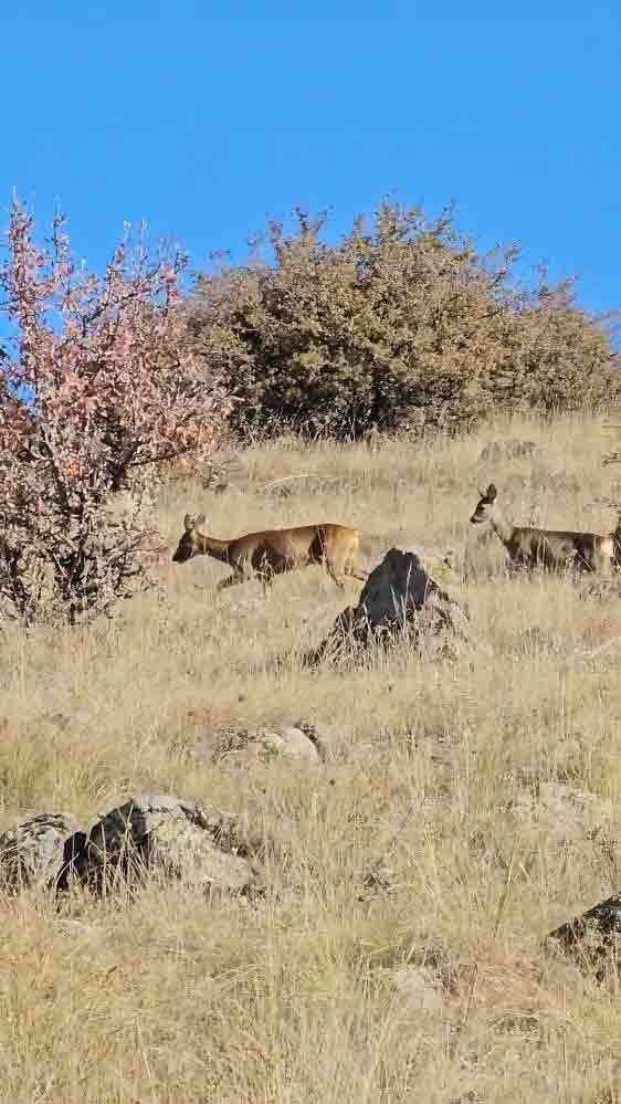 Kızılcahamam'da doğa fotoğrafçısı bir çift karaca görüntüledi