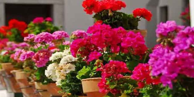 Orkide sardunya gül! Çiçek COŞTURAN tarifi evde yapımı en kolay etkisi olay