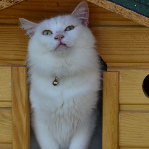 Pursaklar Belediyesi Kedi Evi ile Ankara kedisini dünyaya tanıtıyor