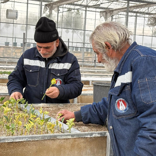 Sincan Belediyesi yetiştirdiği çiçek ve fidelere yeni seçenekler ekledi