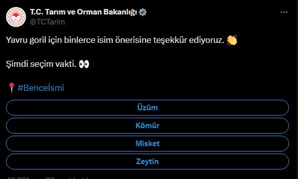 Tarım ve Orman Bakanlığı yavru goril için isim anketi başlattı: 4 seçenek