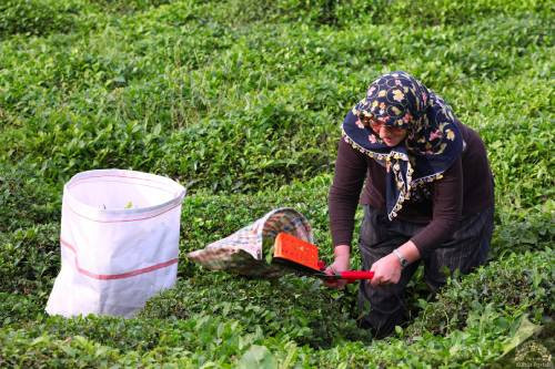 Türk çayı zirvede! 33,3 milyon dolarlık çay ihraç edildi