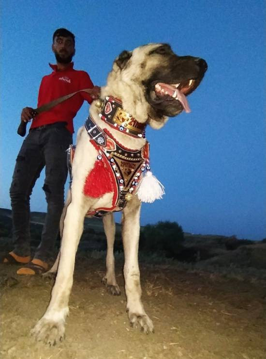 Beypazarı'nda ürettiği köpek tasmaları yurt dışından talep görüyor - Resim : 2