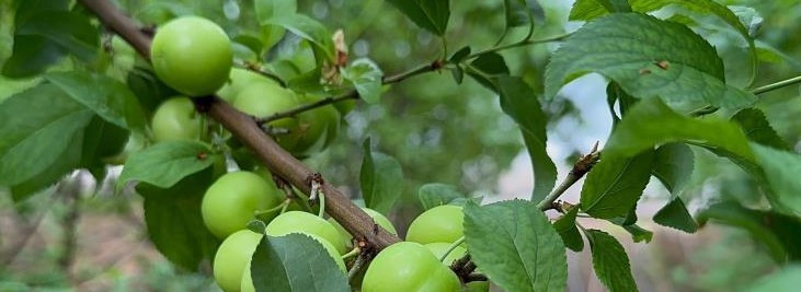 Yeşil altın! Erikte ilk hasat yapıldı fiyatı dudak uçuklattı 1 tane erik 175 TL oldu - Resim : 2