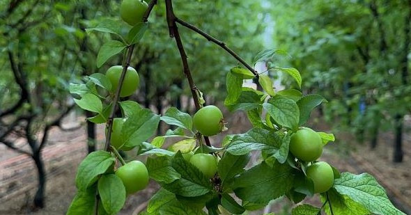 Yeşil altın! Erikte ilk hasat yapıldı fiyatı dudak uçuklattı 1 tane erik 175 TL oldu