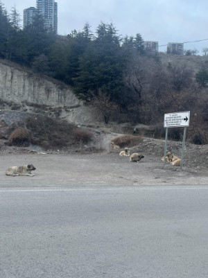 Mamak ve Çankaya arasındaki İmrahor Deresi kaderine terk edildi - Resim : 2