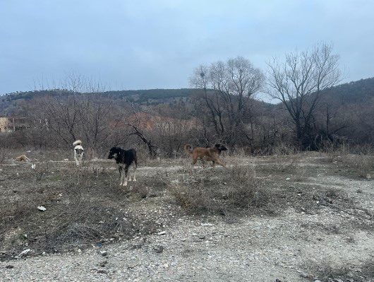 Mamak ve Çankaya arasındaki İmrahor Deresi kaderine terk edildi - Resim : 3