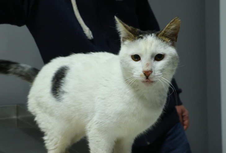 Ankara’da otoparktaki araçta kilitli kalan kedi tedavi sonrası sahiplendirilecek