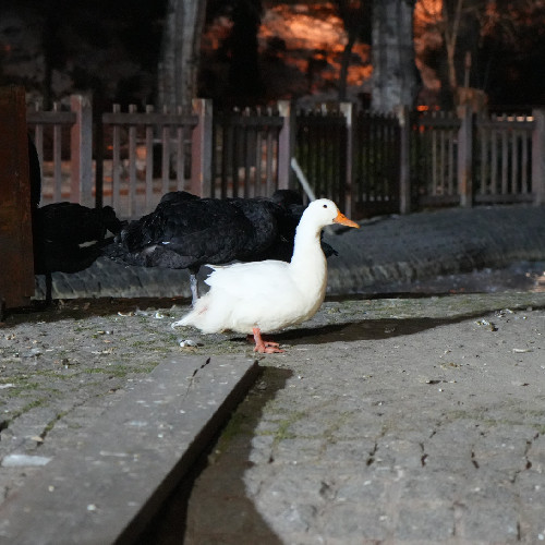 Ankara soğuk havaya teslim oldu: Kuğulu Park dondu - Resim : 2