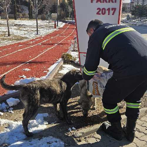 Etimesgut Belediyesinden sokak hayvanlarına mama ve su desteği - Resim : 2