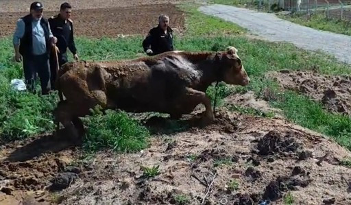 Kırıkkale'de bataklığa saplanan ineği itfaiye ekipleri kurtardı
