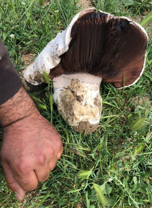 Polatlı'da yürüyüş yapan vatandaş 1 kiloluk mantar buldu - Resim : 2