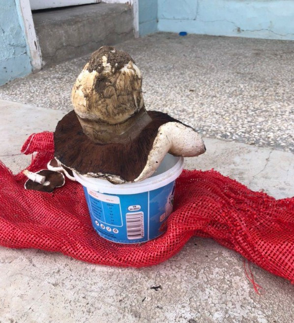 Polatlı'da yürüyüş yapan vatandaş 1 kiloluk mantar buldu