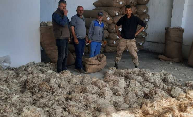 Beypazarı'nda Ankara keçisi tiftik alımlarına başlandı
