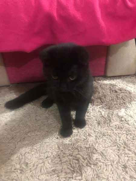 Yenimahalle'deki kedi hırsızlığı kameraya yansıdı