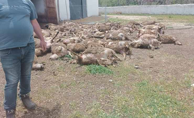 Haymana'da çiftliğe giren kurtlar 92 kuzuyu telef ettiler
