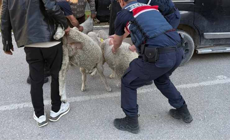 Polatlı'da koyun hırsızlığı jandarmaya yakalandı