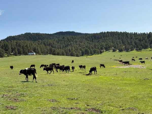 Havalar ısındı, Benli Yaylası'na göç başladı - Resim : 2