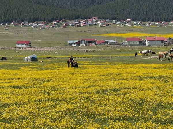 Havalar ısındı, Benli Yaylası'na göç başladı