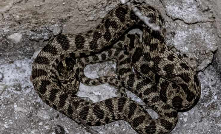 Yenimahalle'de apartman bodrumunda görülen yılanı itfaiye yakaladı