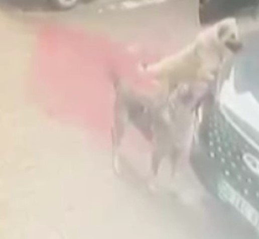 Ankara'da sahipsiz köpekler otomobile saldırdı!