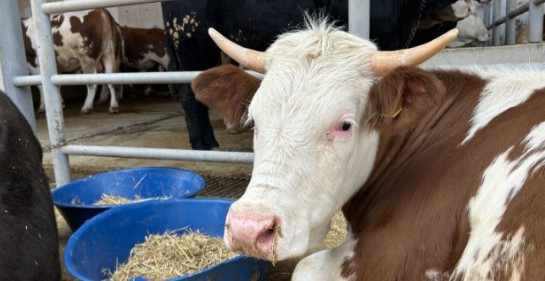 Altındağ Belediyesi Kurban Bayramı öncesi ilçe genelinde hazırlıkları tamamladı
