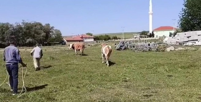 Yozgat'ta 2 defa kaçan kurbanlık sahibini yordu