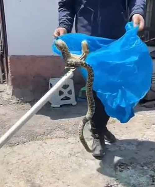 Çamlıdere'de aracın altına giren yılan çıkarıldı!
