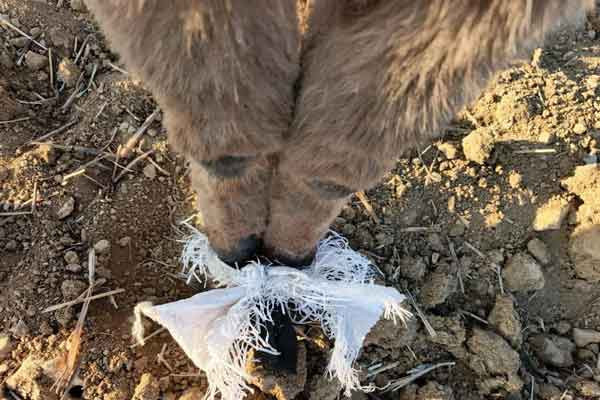 Elmadağ’da kafasında çuval bulunan eşeği çoban kurtardı