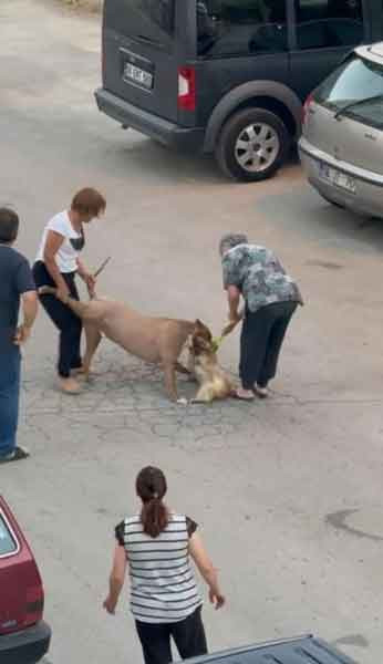 Mamak'ta Pitbull, hem köpeğe hem de kendi sahibine saldırdı