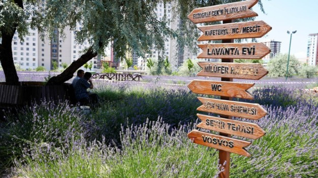 Keçiören Belediyesi vatandaşları Lavanta ve Gül Bahçesi'ne davet etti! - Resim : 2