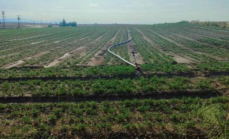 Beypazarı'nda sağanak ekili arazilerdeki mahsullere zarar verdi