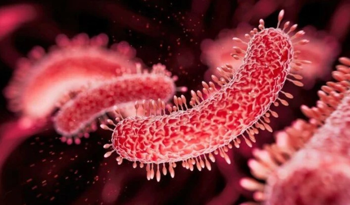 Sağlık Bakanlığı'ndan vibrio hastalığı açıklaması: Türkiye'de görüldü mü?