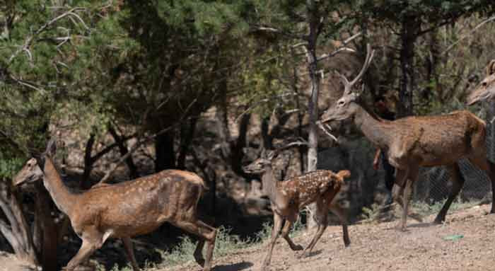 Altınköy Açık Hava Müzesi'nin yeni geyik yavrusu Benek ziyaretçilerin gözdesi oldu - Resim : 2