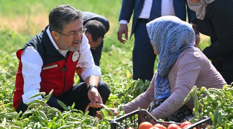 Bakan Yumaklı, Ayaş'ta gerçekleştirilen domates hasadına katıldı