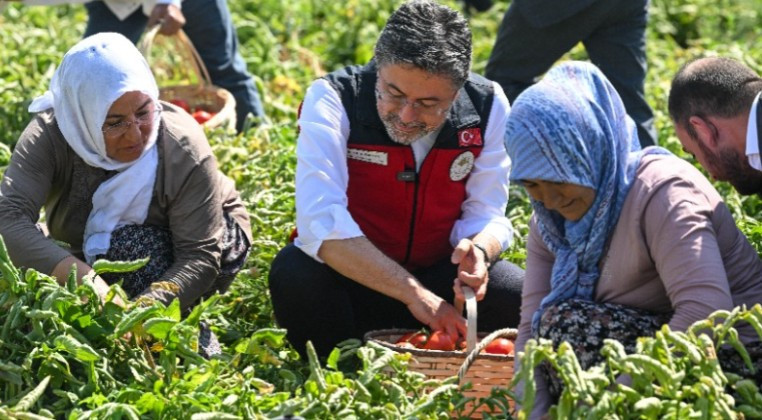 Bakan Yumaklı, Ayaş'ta gerçekleştirilen domates hasadına katıldı - Resim : 2