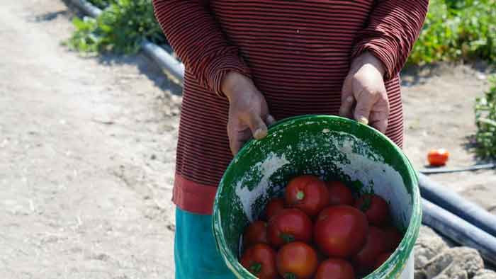 Rekor sıcaklara rağmen Ayaş domatesinde hasat devam ediyor - Resim : 3