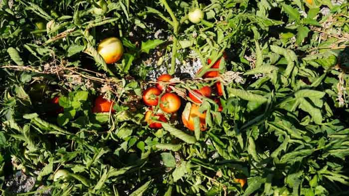 Rekor sıcaklara rağmen Ayaş domatesinde hasat devam ediyor - Resim : 4
