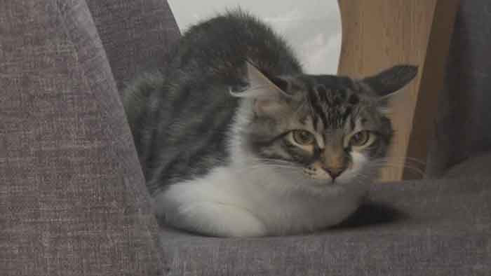 Çankaya'da vatandaşın çabalarıyla kurtarılan kedi Lili Hollanda yolcusu