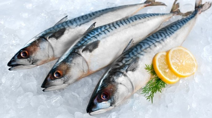 Bu yıl denizlerde hamsi bolluğunun olması bekleniyor