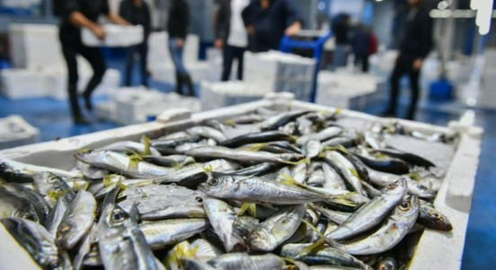 ABB, Balık Hali'nde tazelik ve tür kontrolü gerçekleştirdi