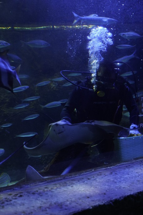 Ankara'daki Aqua Vega'ya 'Okyanusların Kralı' geliyor - Resim : 2