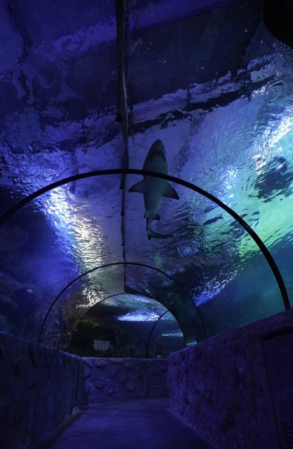 Ankara'daki Aqua Vega'ya 'Okyanusların Kralı' geliyor